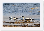 haahakat eiders 9051ba * 941 x 614 * (506KB)